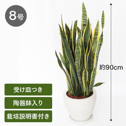 観葉植物 「サンスベリア」8号